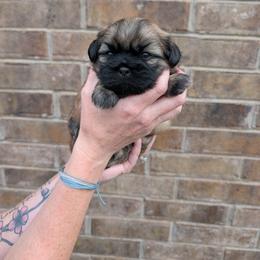 Atlas - Brindle male Shih Tzu puppy in Centerton, Arkansas from Hernandez Family Shih Tzus