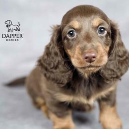 Dapper's Calculated Impact - Atlas - Chocolate and tan male Dachshund puppy in Zephyrhills, Florida from Dapper Doxies