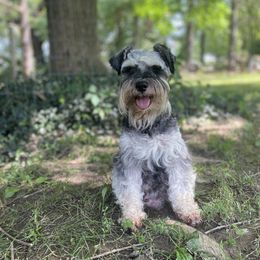 Miniature Schnauzer Puppies from Four Seasons Schnauzers