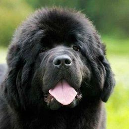 Newfoundlands from Sweetwater Newfoundland