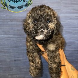 Boy 1 - Brindle Poodle puppy in Shelbyville, Tennessee from Rains Poodles Of Middle TN