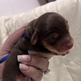 Crunch - Chocolate and tan male Dachshund puppy in Miami, Florida from Maitime Dachshund