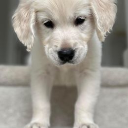Golden Retriever Puppies from Freedom Retrievers