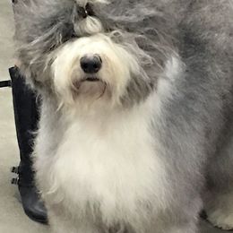 Old English Sheepdogs from Cottondog