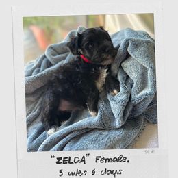 Zelda - Parti female Miniature Schnauzer puppy in Plattsmouth, Nebraska from Stearns Parti Mini Schnauzer's