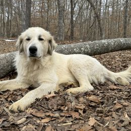 Rosy - Great Pyrenees