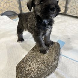 Teddy Bear - Wheaten male Miniature Schnauzer puppy in Lebanon, Oregon from LJ Mini Schnauzers