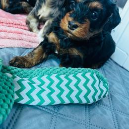Wilma - Black and tan female Havapoo puppy in Comstock Park, Michigan from The Petite Pack