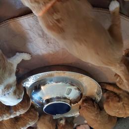 Goldendoodle and Poodle Puppies from Southern Hunters Standards