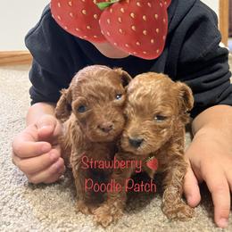 Poodle Puppies from Strawberry Poodle Patch