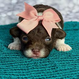 Tenley - Parti female Poodle puppy in Monroe, North Carolina from Toy Poodle Shenanigans