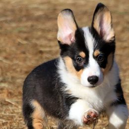 Pembroke Welsh Corgis from Starkey's Corgis