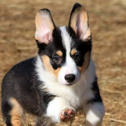 Pembroke Welsh Corgis from Starkey's Corgis