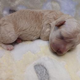 Copper - Fawn male Havapoo puppy in Blanch, North Carolina from Faithful Hearts Kennel