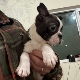 Tessa - Brindle and white female Boston Terrier puppy in Tenmile, Oregon from High Plains French Bulldogs,Boston Terriers and Frenchtons.