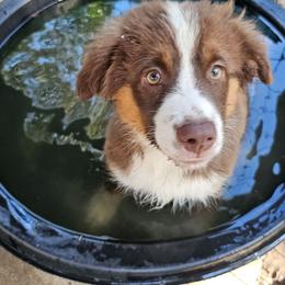 Cherry - Red tri female Miniature Australian Shepherd puppy in Dunnellon, Florida from Ever After Mini Aussies