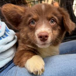 Jak - Liver and white male American Corgi puppy in Grants Pass, Oregon from KnR Antler Dogs