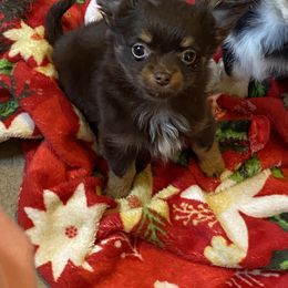 Chihuahua and Dachshund Puppies from Grandma’s little angels