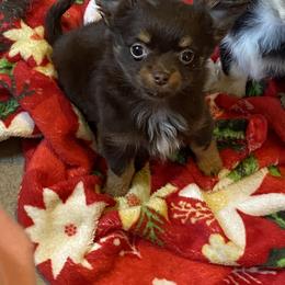 Chihuahua and Dachshund Puppies from Grandma’s little angels