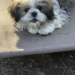 Pebbles - Shih Tzu