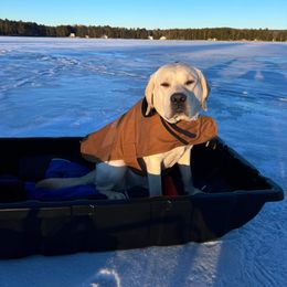 Labrador Retriever All Grown Up from Dunrovin Farm