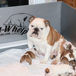 English Bulldog Puppies from My Gang Bulldogs