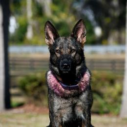 Lace's High Flying Sabre Cat Vom Hall BCAT CGC CGCA CGCU DJ TKN - German Shepherd