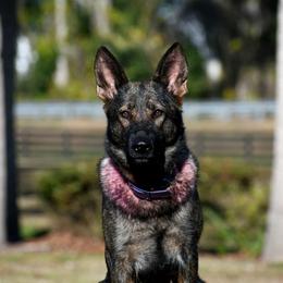Lace's High Flying Sabre Cat Vom Hall BCAT CGC CGCA CGCU DJ TKN - German Shepherd
