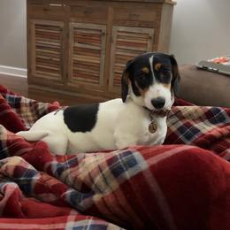 Bowyn - Dachshund