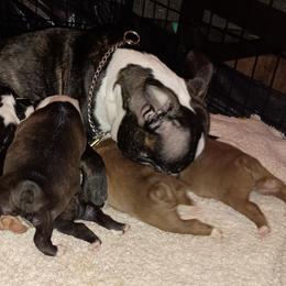 Boston Terrier and French Bulldog Puppies from Reds Studio