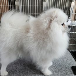 Magnus - Pomeranian