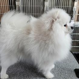 Magnus - Pomeranian