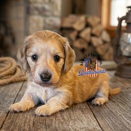 Orion - Cream male Dachshund puppy in Waverly, Ohio from Always Faithful Dachshunds