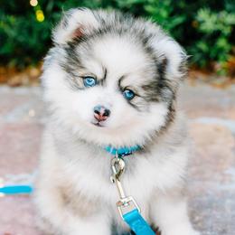 Pomskies from Precious Pomskies