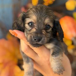 Tiny Cream Minnie Mouse 3300 - Cream female Dachshund puppy in North Branch, Michigan from Monarch Miniature Dachshunds