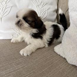 Peter - Gold and white male Shih Tzu puppy in Palmetto Bay, Florida from Happy Hour Shih Tzus