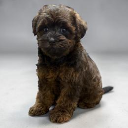 Deary - Sable female Yorkipoo puppy in Lebanon, Kentucky from Mosaic Merle Doodles
