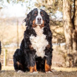 Bernedoodles from Gentle Giant Bernedoodles