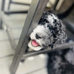Sheepadoodle Puppies from Downriver Doodles