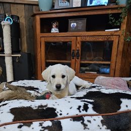 Yoda - Yellow Labrador Retriever puppy in Whitehall, Montana from Heart of Montana Labradors