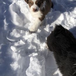 Miniature Australian Shepherd Puppies from Boulder Mini Aussies