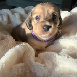 Purple collar female - Cream female Dachshund puppy in Madison, Indiana from Jensen Dobermans and Dachshunds
