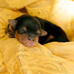Chip - Black and tan male Yorkshire Terrier puppy in West Fargo, North Dakota from A Yorkie Tale