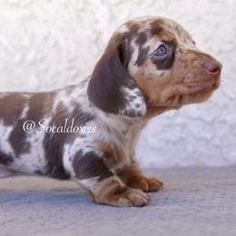 Reuben - Chocolate and tan male Dachshund puppy in Apple Valley, California from Socaldoxies