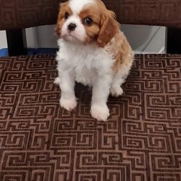 Cavalier King Charles Spaniel Puppies from Brookstone Farm