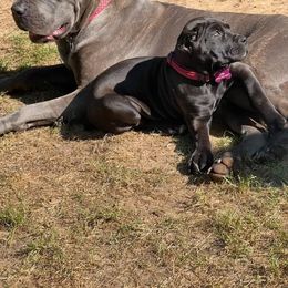 Cane Corso Puppies from Venom Cane Corsos