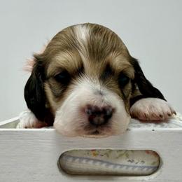Aurora - Piebald female Dachshund puppy in Pulaski, Tennessee from Billboard Doxies