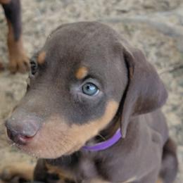 Firecracker - Red and rust female Doberman Pinscher puppy in Valley View, Texas from Daystar Dobermans