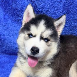 AKC Jack - Black and white male Siberian Husky puppy in Centreville, Maryland from Huskies By the Bay