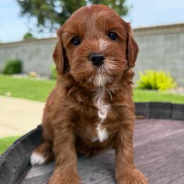 Squirt - Red male Australian Labradoodle puppy in Roseville, California from Darby Park Doodles